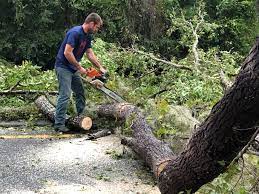 Edinburg, VA Tree Removal Services Company