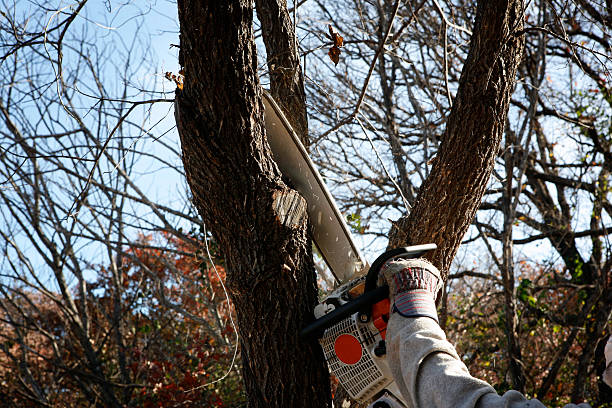 Best Tree Removal  in Edinburg, VA