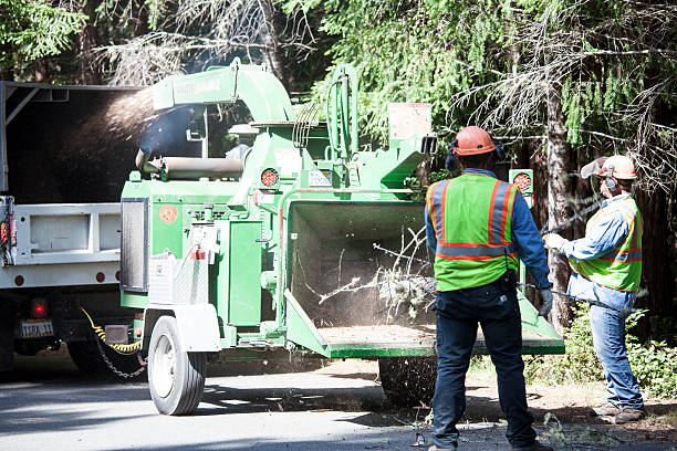 Best Tree Maintenance Programs  in Edinburg, VA